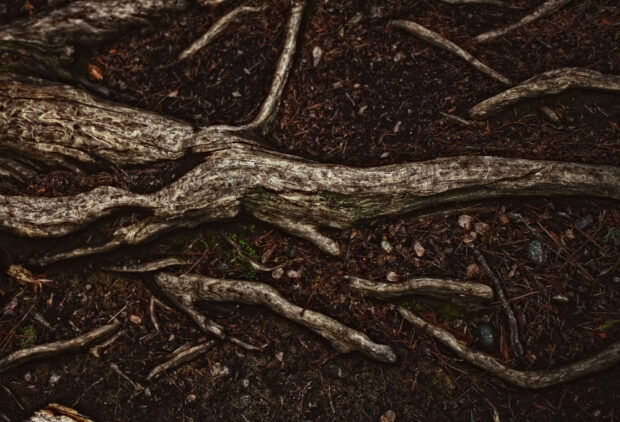 How Tree Roots Damage Underground Pipes (and What to Do About It)